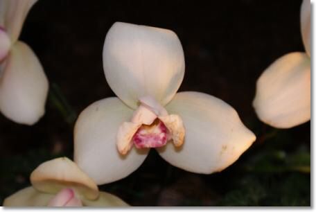 Neu-Ulmer Orchideentage 2012 123.jpg